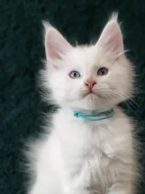 Kocurek Lolek Maine coon 3