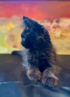 Kotka czarna solid Maine Coon 2