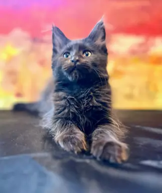 Kotka czarna solid Maine Coon 1