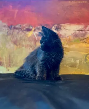 Kotka czarna solid Maine Coon 3