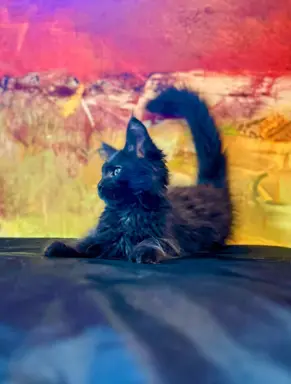 Kotka czarna solid Maine Coon 4