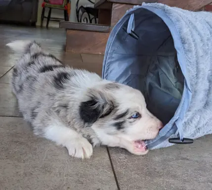 Suczkai i piesek blue merle 7