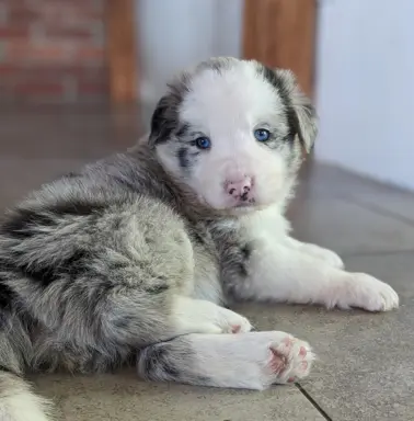 Suczkai i piesek blue merle 8