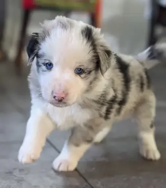 Suczkai i piesek blue merle 2