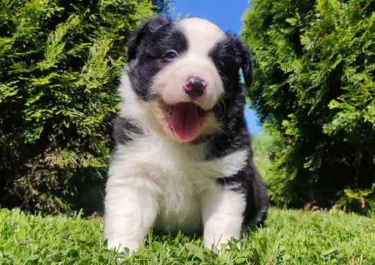 Rasowy pies, szczenię Border Collie z Hodowli, pełna dok. 1