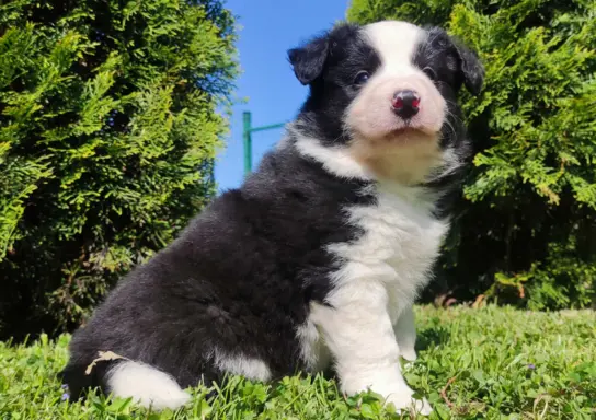 Rasowy pies, szczenię Border Collie z Hodowli, pełna dok. 2