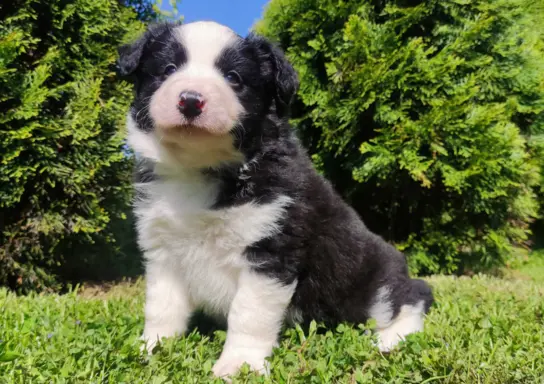 Rasowy pies, szczenię Border Collie z Hodowli, pełna dok. 3