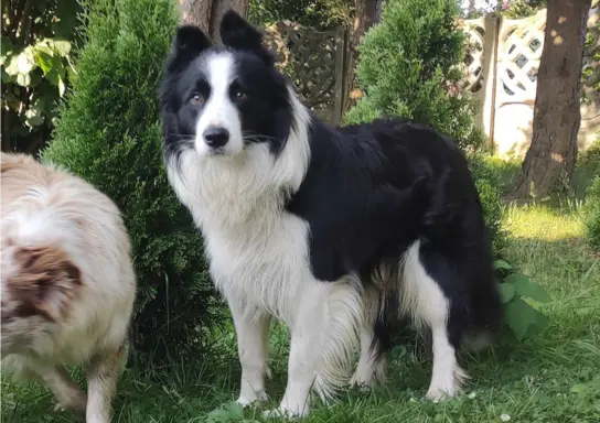 Rasowy pies, szczenię Border Collie z Hodowli, pełna dok. 5