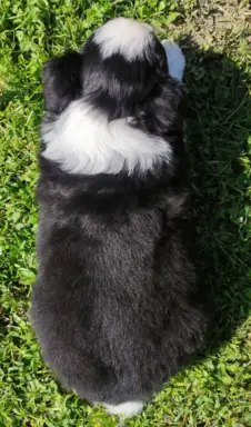Rasowy pies, szczenię Border Collie z Hodowli, pełna dok. 4