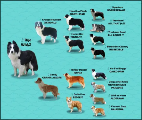 Rasowy pies, szczenię Border Collie z Hodowli, pełna dok. 6