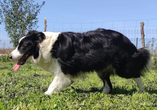Rasowy pies, szczenię Border Collie z Hodowli, pełna dok. 7