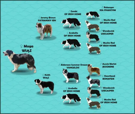Rasowy pies, szczenię Border Collie z Hodowli, pełna dok. 8