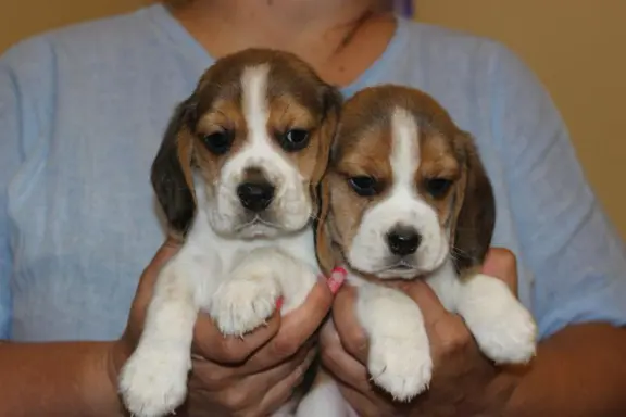 Beagle - szczeniaczki ZKwP 1