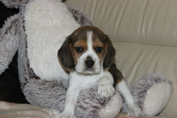 Beagle - szczeniaczki ZKwP 2