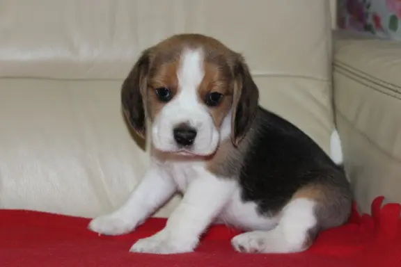 Beagle - szczeniaczki ZKwP 3