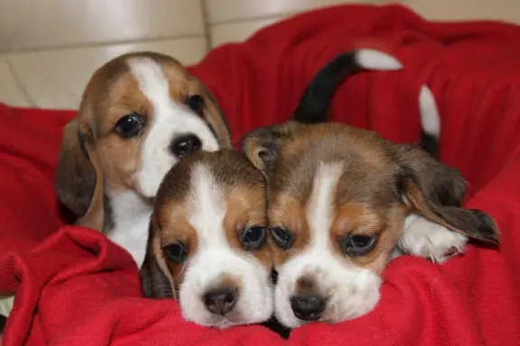 Beagle - szczeniaczki ZKwP 4