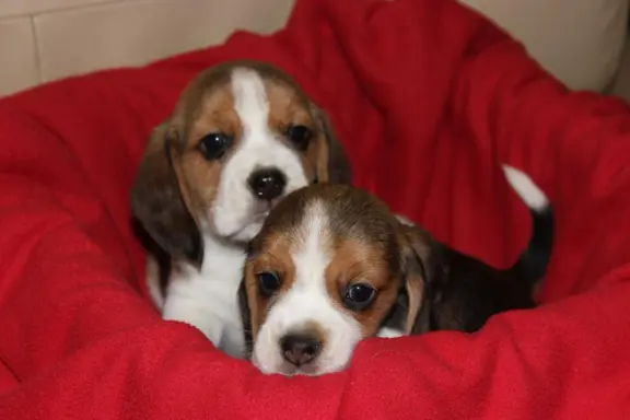 Beagle - szczeniaczki ZKwP 5
