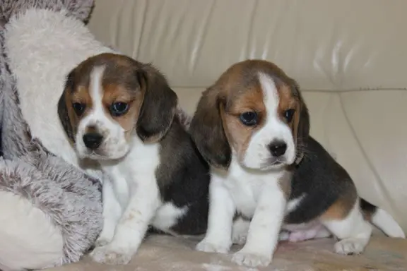Beagle - szczeniaczki ZKwP 6