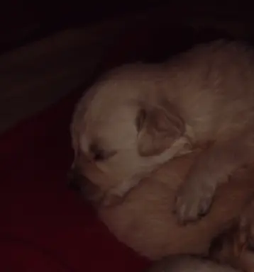 Golden Retriever szczeniaki ZKwP/FCI 2