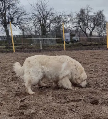 Golden Retriever piesek ZKwP/FCI 1