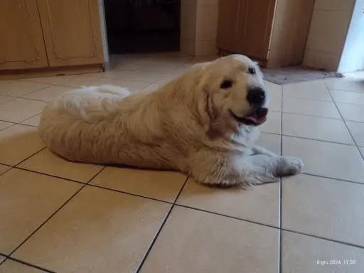Golden Retriever piesek ZKwP/FCI 2