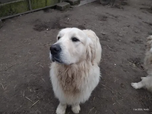 Golden Retriever piesek ZKwP/FCI 3