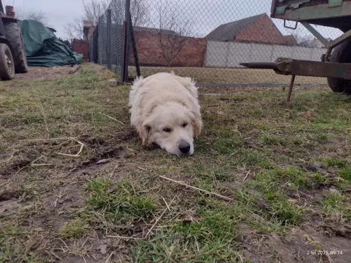 Golden Retriever piesek ZKwP/FCI 4
