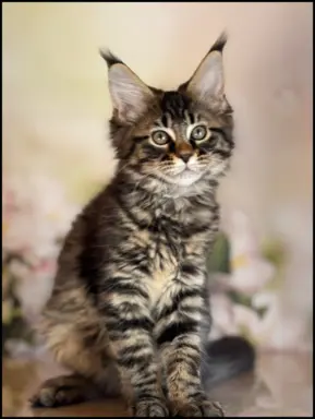 Koteczka Maine Coon Kiki Opcja hodowlana 1