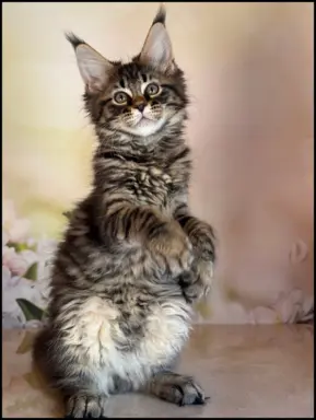 Koteczka Maine Coon Kiki Opcja hodowlana 2