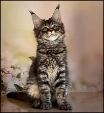 Koteczka Maine Coon Kiki Opcja hodowlana 3