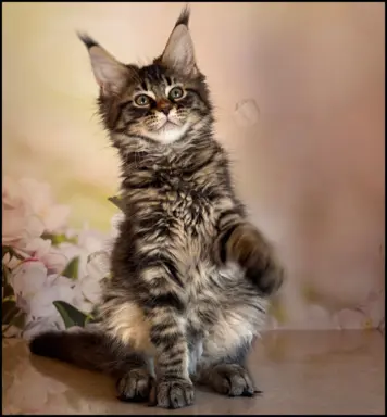 Koteczka Maine Coon Kiki Opcja hodowlana 4