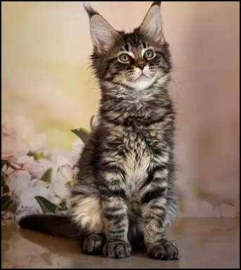 Koteczka Maine Coon Kiki Opcja hodowlana 5