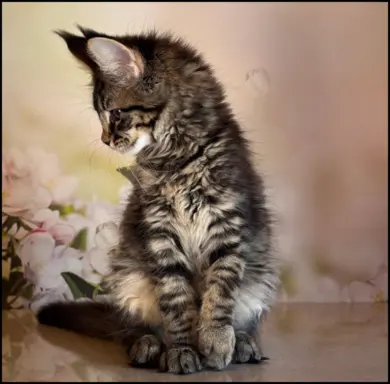 Koteczka Maine Coon Kiki Opcja hodowlana 6
