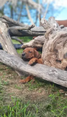 SzczeniakI Rhodesian Ridgeback - Domowa Hodowla ZKwP / FCI 1