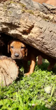 SzczeniakI Rhodesian Ridgeback - Domowa Hodowla ZKwP / FCI 2