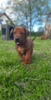 SzczeniakI Rhodesian Ridgeback - Domowa Hodowla ZKwP / FCI 5