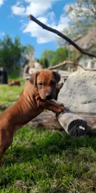 SzczeniakI Rhodesian Ridgeback - Domowa Hodowla ZKwP / FCI 6