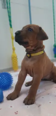 SzczeniakI Rhodesian Ridgeback - Domowa Hodowla ZKwP / FCI 7