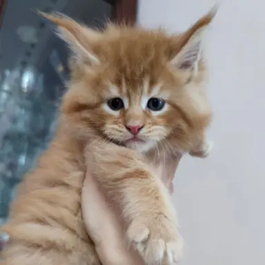 Piękne kotki Maine Coon 2