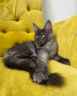 Piękne kotki Maine Coon 3