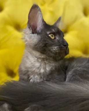 Piękne kotki Maine Coon 4