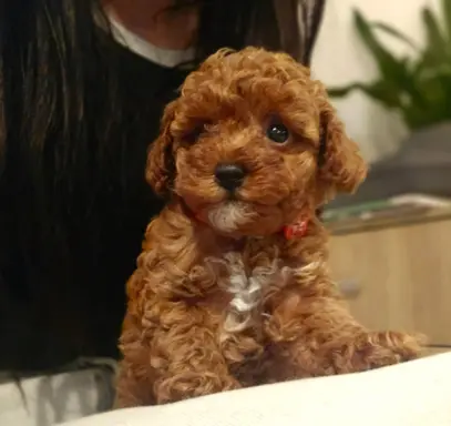 Pudel toy chlopiec 1