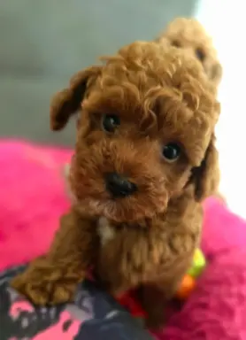 Pudel toy chlopiec 3