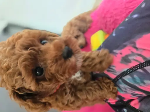 Pudel toy chlopiec 4