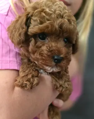 Pudel toy chlopiec 6