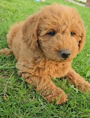 Labradoodle chłopiec 1