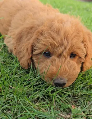 Labradoodle chłopiec 2
