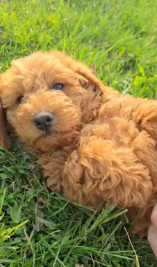 Labradoodle chłopiec 3