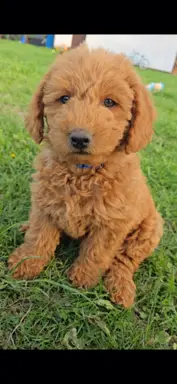 Labradoodle chłopiec 4