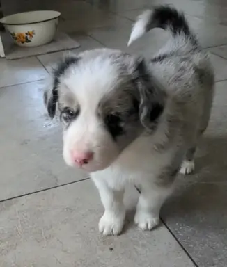 Suczkai i piesek blue merle 3